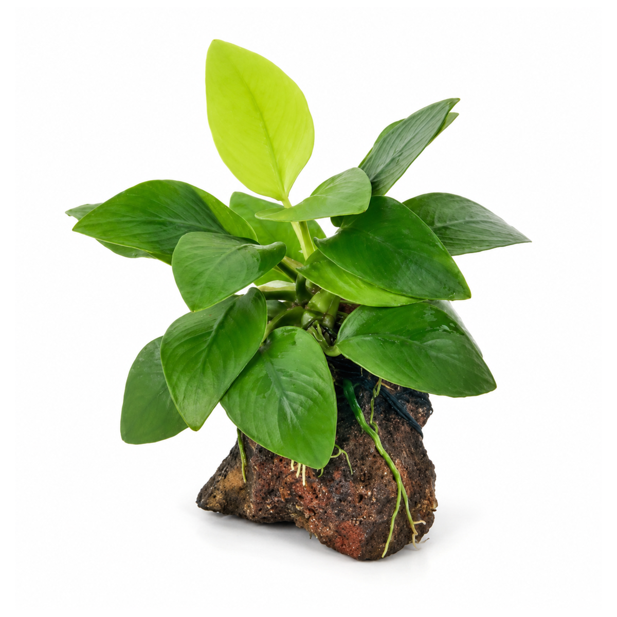 Sreepadma Anubias Golden Nana | Cup Live Plant
