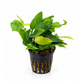 Sreepadma Anubias Golden Nana | Cup Live Plant