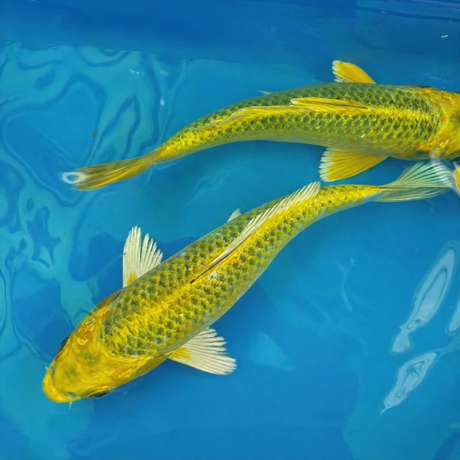 Live Fish Yellow Japanese Blood Line Koi
