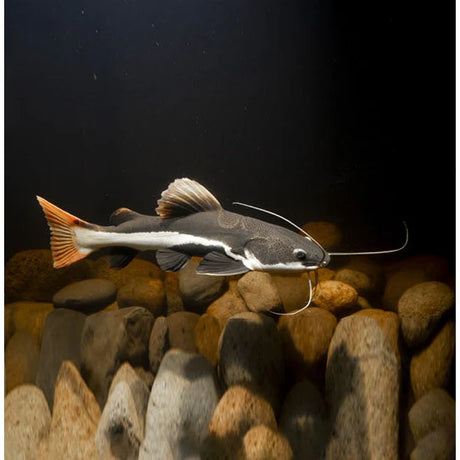 Red Tail Cat (2 Inches) | Single