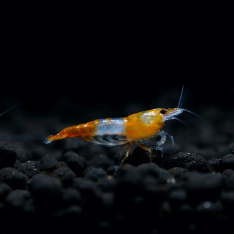 Live Fish Shrimp Orange Rili | Single