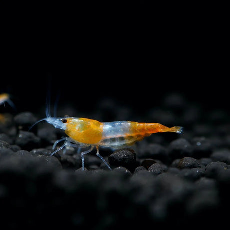 Live Fish Shrimp Orange Rili | Single