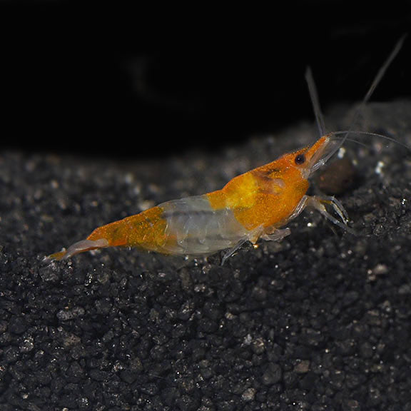 Shrimp Orange Rili | Single