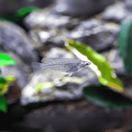 Oryzias Dancena (Indian Lamp Eye) | Single