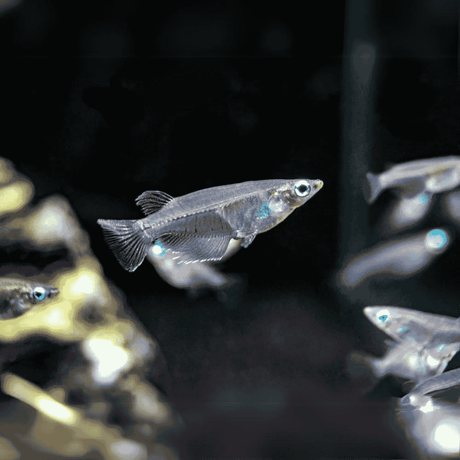 Live Fish Oryzias Dancena (Indian Lamp Eye) | Single