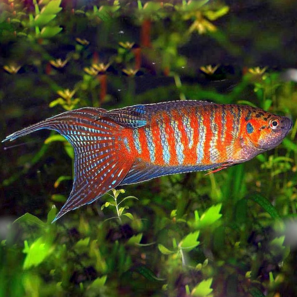 Paradise Gourami (5-6 Cms) | Single