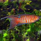 Paradise Gourami (5-6 Cms) | Single