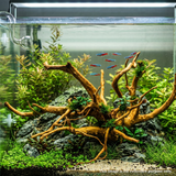 Premium Drift Wood PD-10 | L*W*H = 20*8*10 Inches