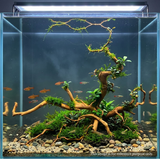 Premium Drift Wood PD-12 | L*W*H = 26*13*8 Inches