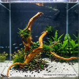 Premium Drift wood PD-13 | L*W*H = 21*14*11 Inches