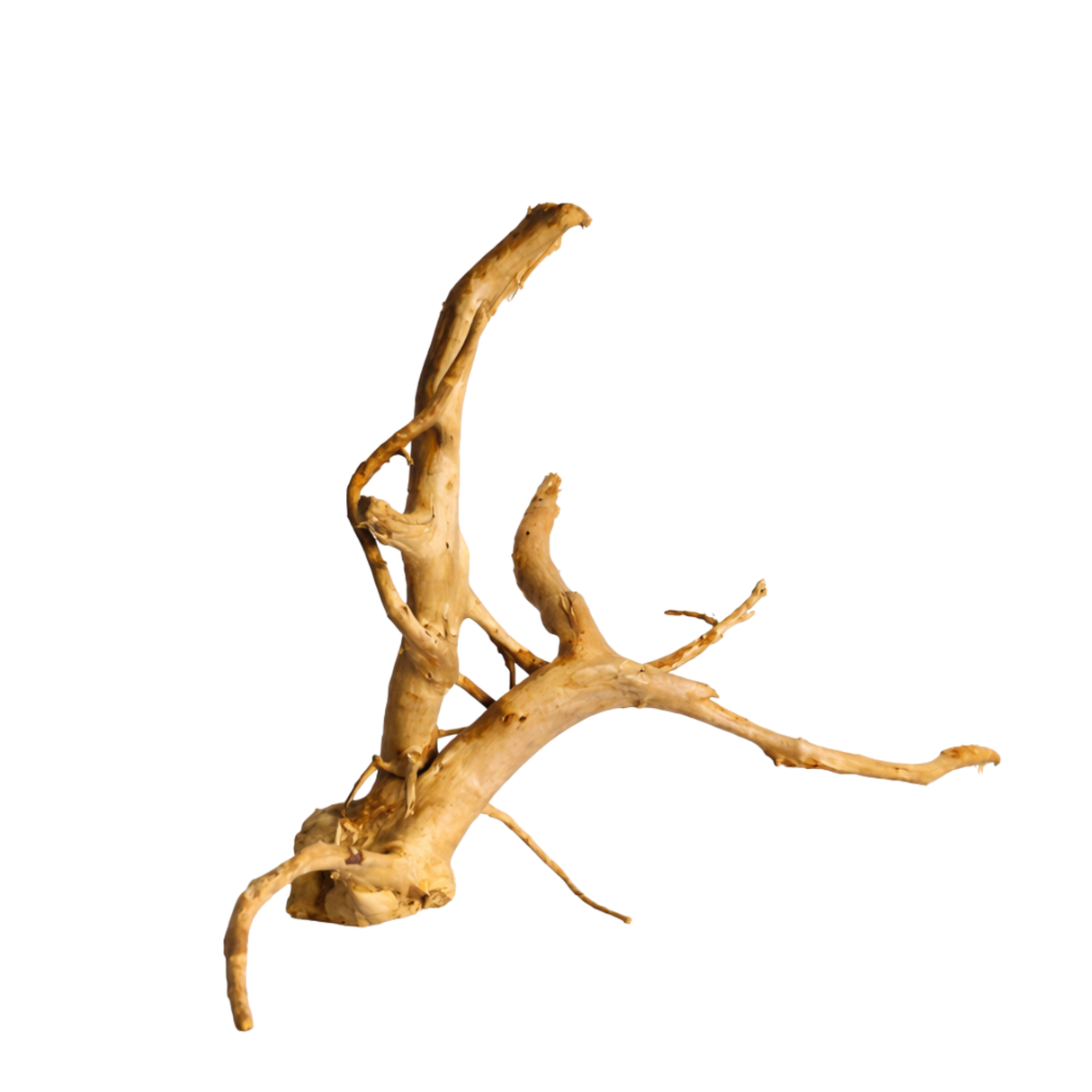 Premium Drift wood PD-13 | L*W*H = 21*14*11 Inches