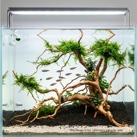 Premium Drift Wood PD-14 | L*W*H = 28*19*9 Inches