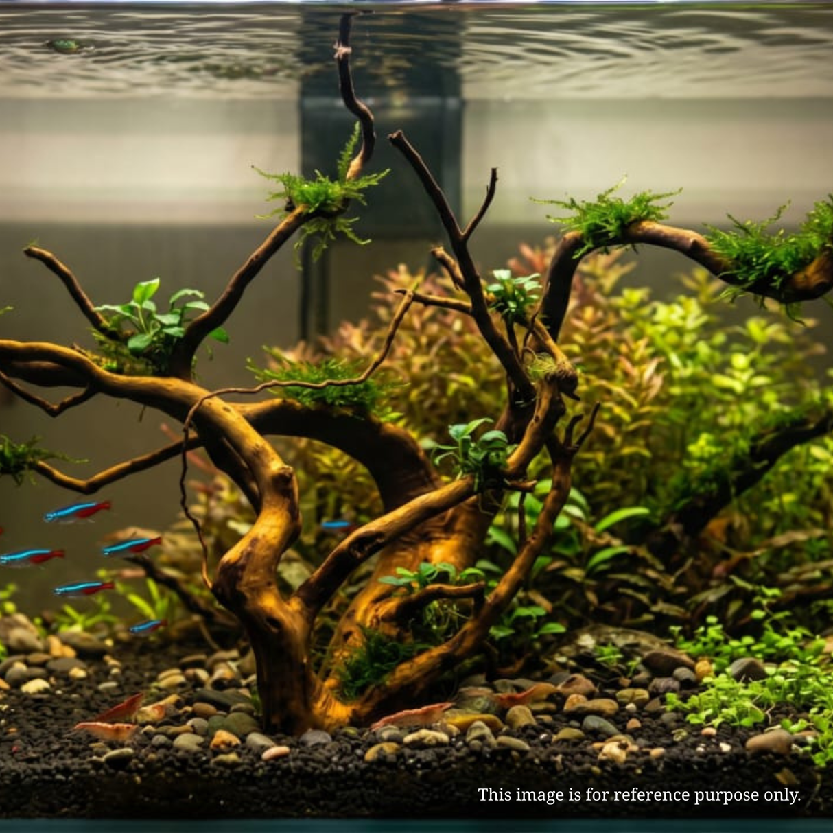 Premium Drift Wood PD15 | L*W*H = 28*13*8 Inches
