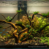Premium Drift Wood PD15 | L*W*H = 28*13*8 Inches