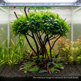 Stem Driftwood SD15 | L*W*H = 28*16*52 Inches
