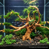 Premium Drift wood PD-17 | L*W*H = 23*15*17 Inches