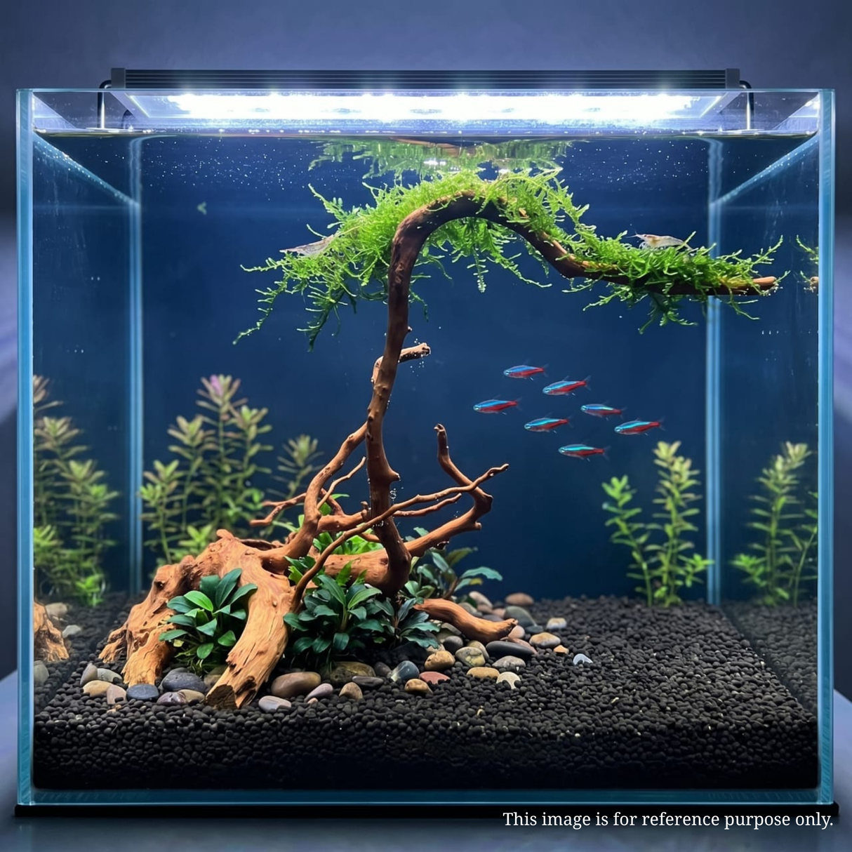 Premium Drift Wood PD-18 | L*W*H = 19*12*12 Inches