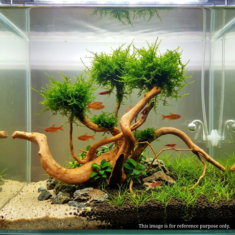 Premium Drift Wood PD-19 | L*W*H = 19*11*9 Inches