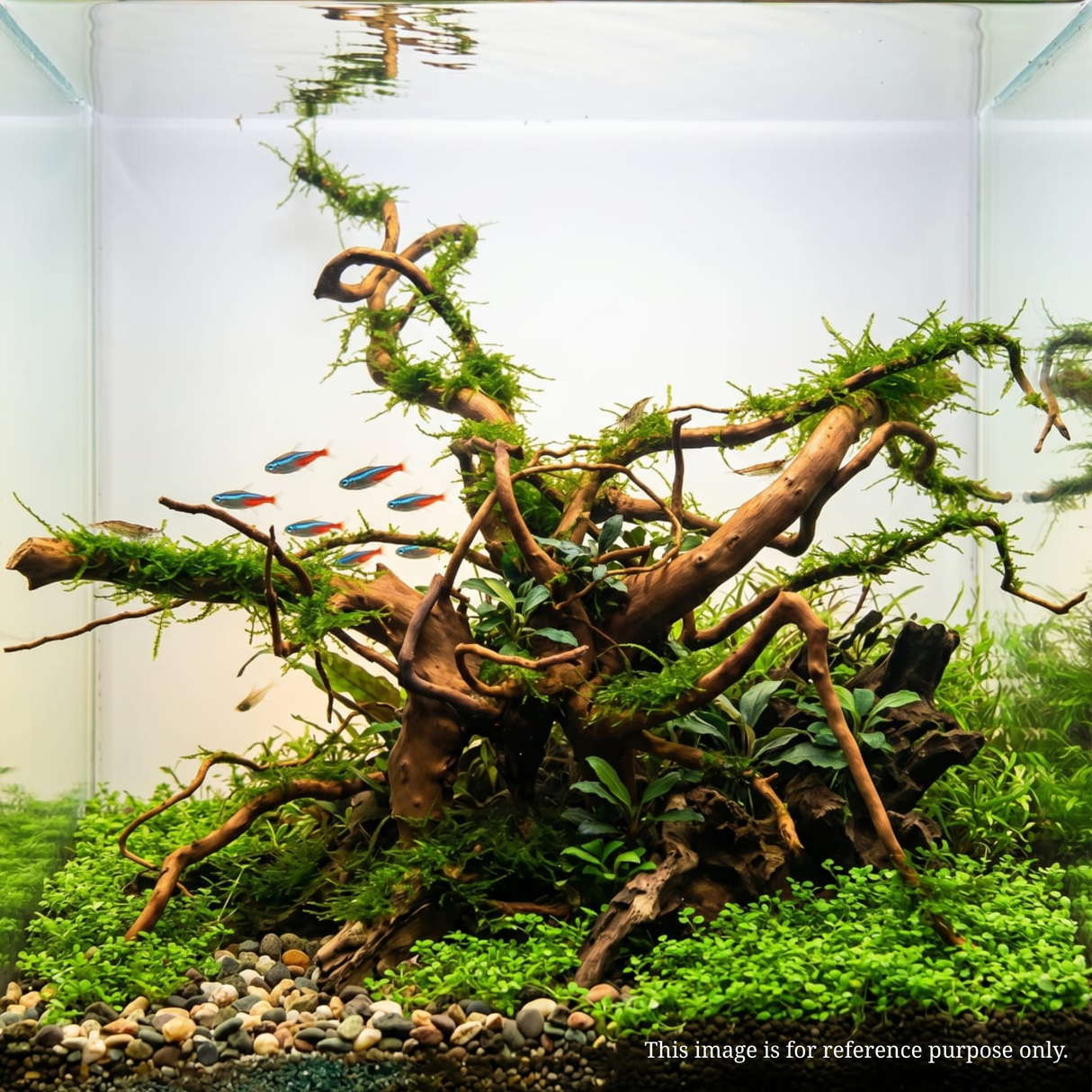 Premium Drift Wood PD-20 | L*W*H = 22*20*10 Inches