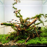 Premium Drift Wood PD-20 | L*W*H = 22*20*10 Inches