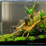 Premium Drift Wood PD-23 | L*W*H = 22*12*17 Inches
