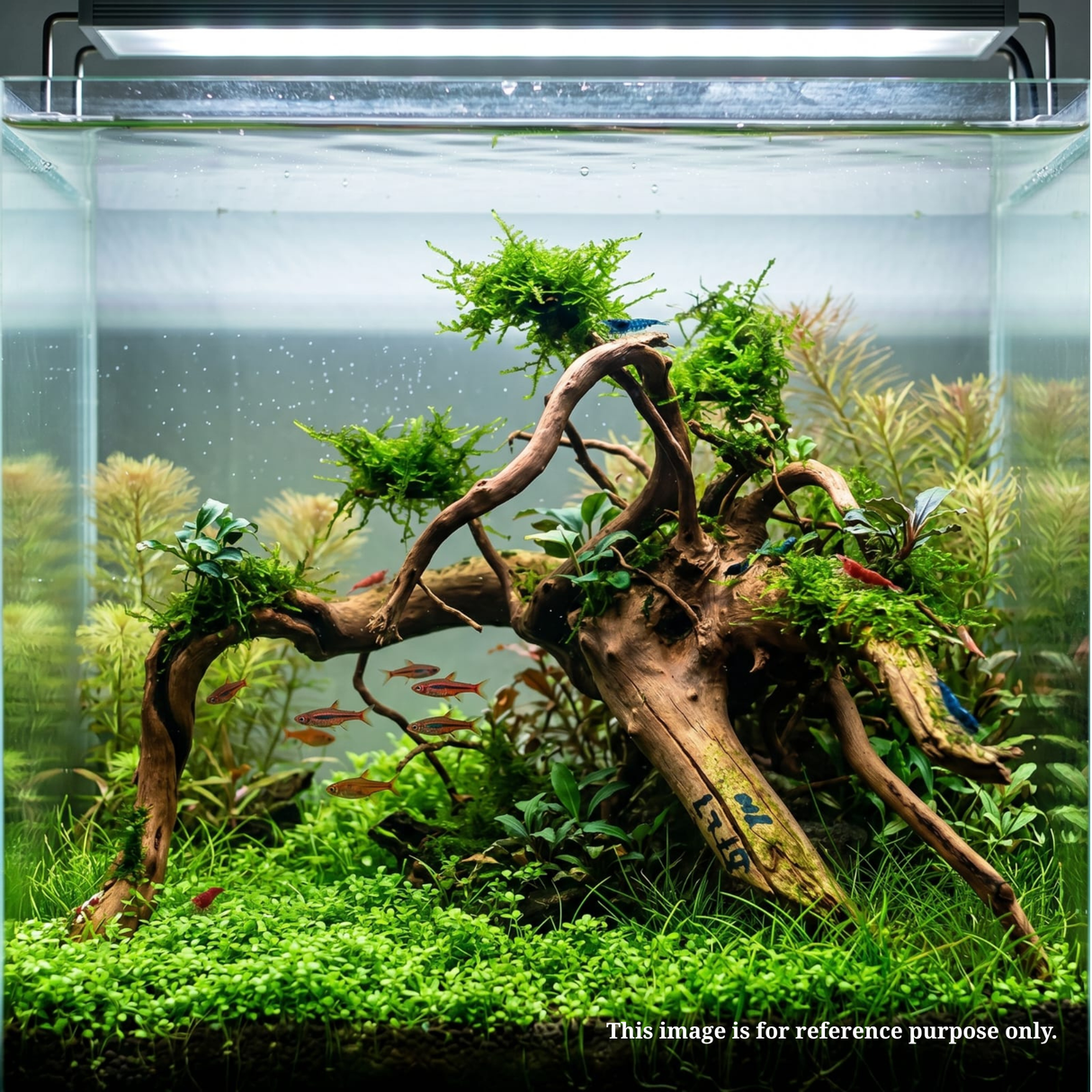 Premium Drift Wood PD-27 | L*W*H* = 17*12*8 Inches