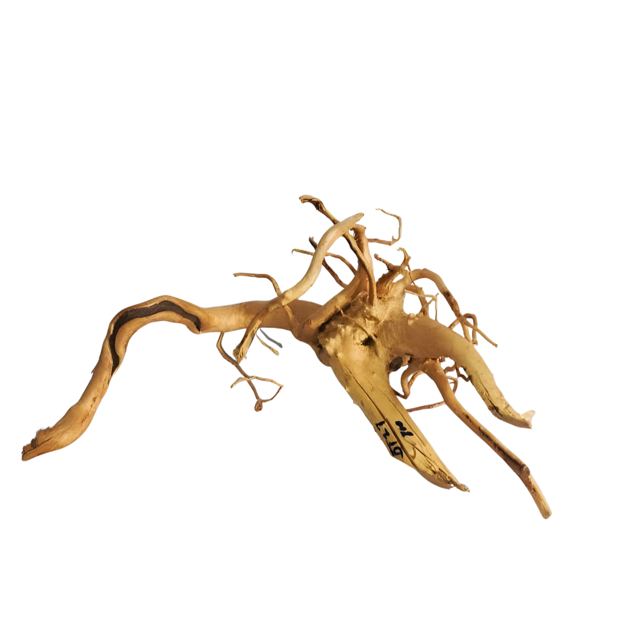Premium Drift Wood PD-27 | L*W*H* = 17*12*8 Inches