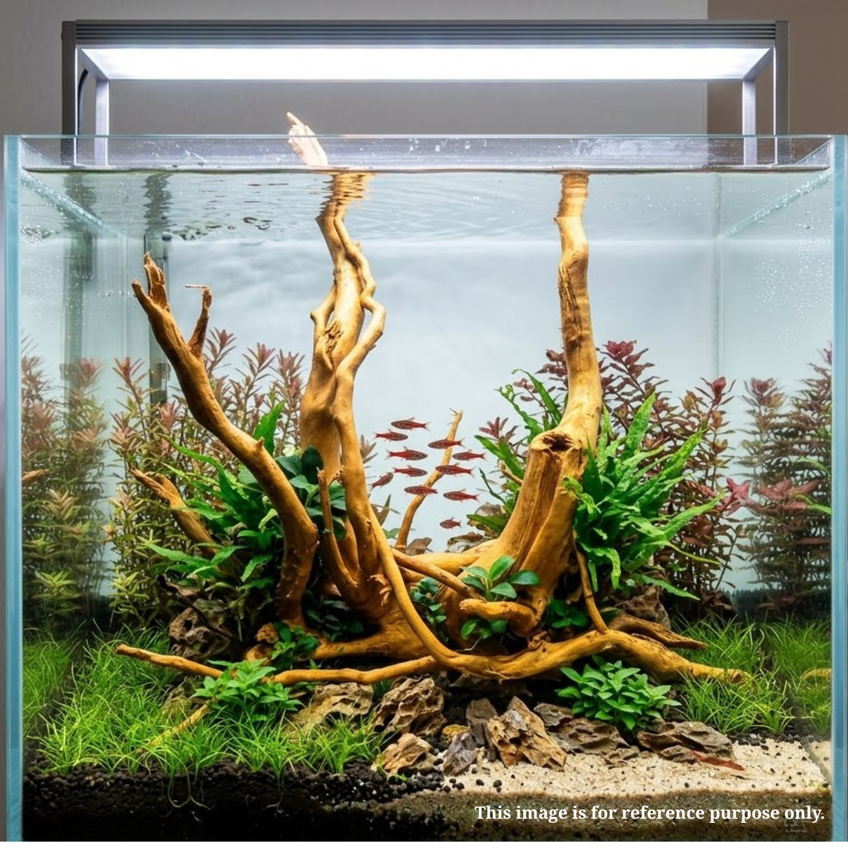 Premium Drift Wood PD-5 | L*W*H = 13*8*13 Inches