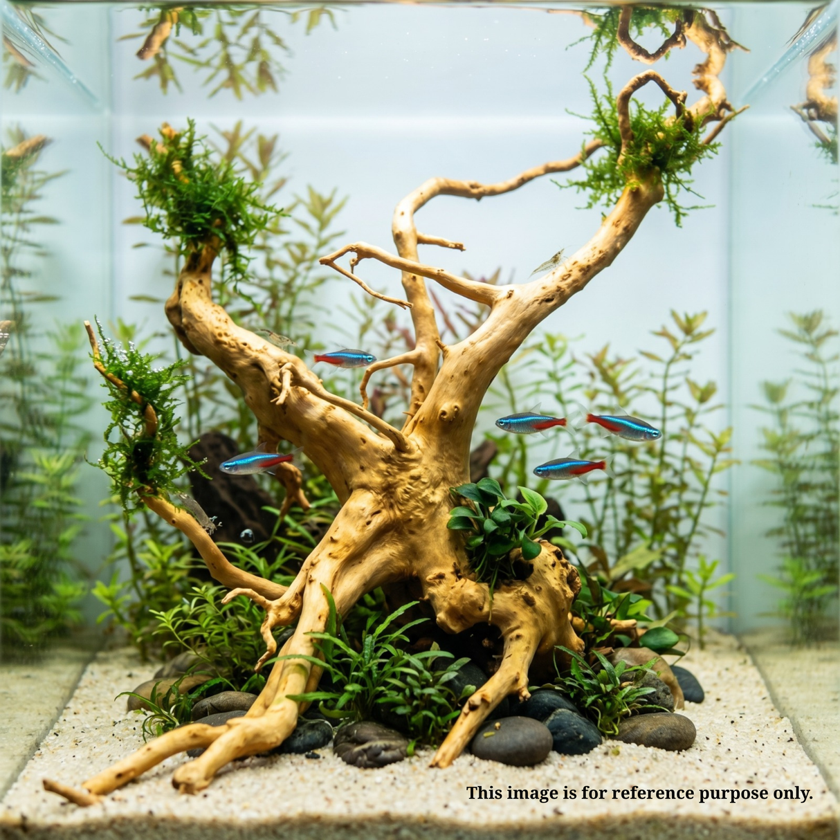 Premium Drift Wood PD-6 | L*W*H = 40*16*11 Inches