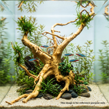 Premium Drift Wood PD-6 | L*W*H = 40*16*11 Inches