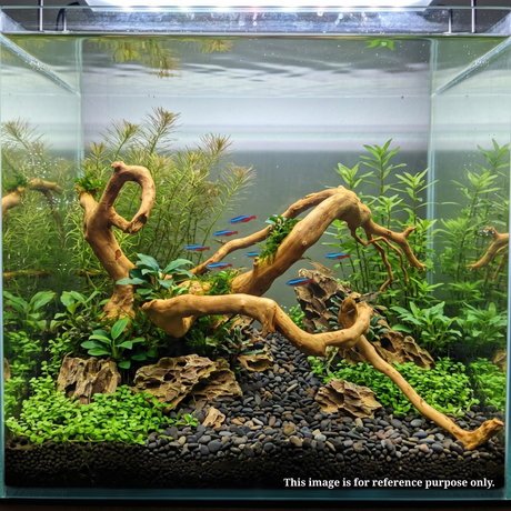 Premium Drift wood PD-7 | L*W*H = 21*14*7 Inches