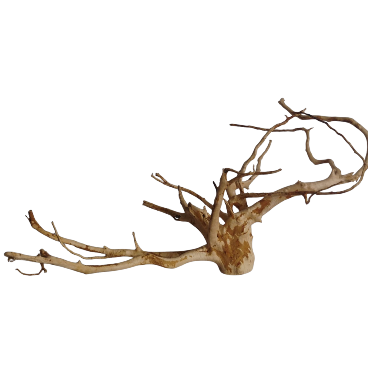 Premium Drift Wood - PD24 | L*W*H = 26*21*14 Inches