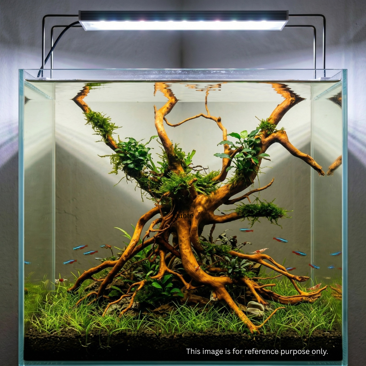 Premium Drift Wood - PD 28 | L*W*H = 26*12*19 Inches