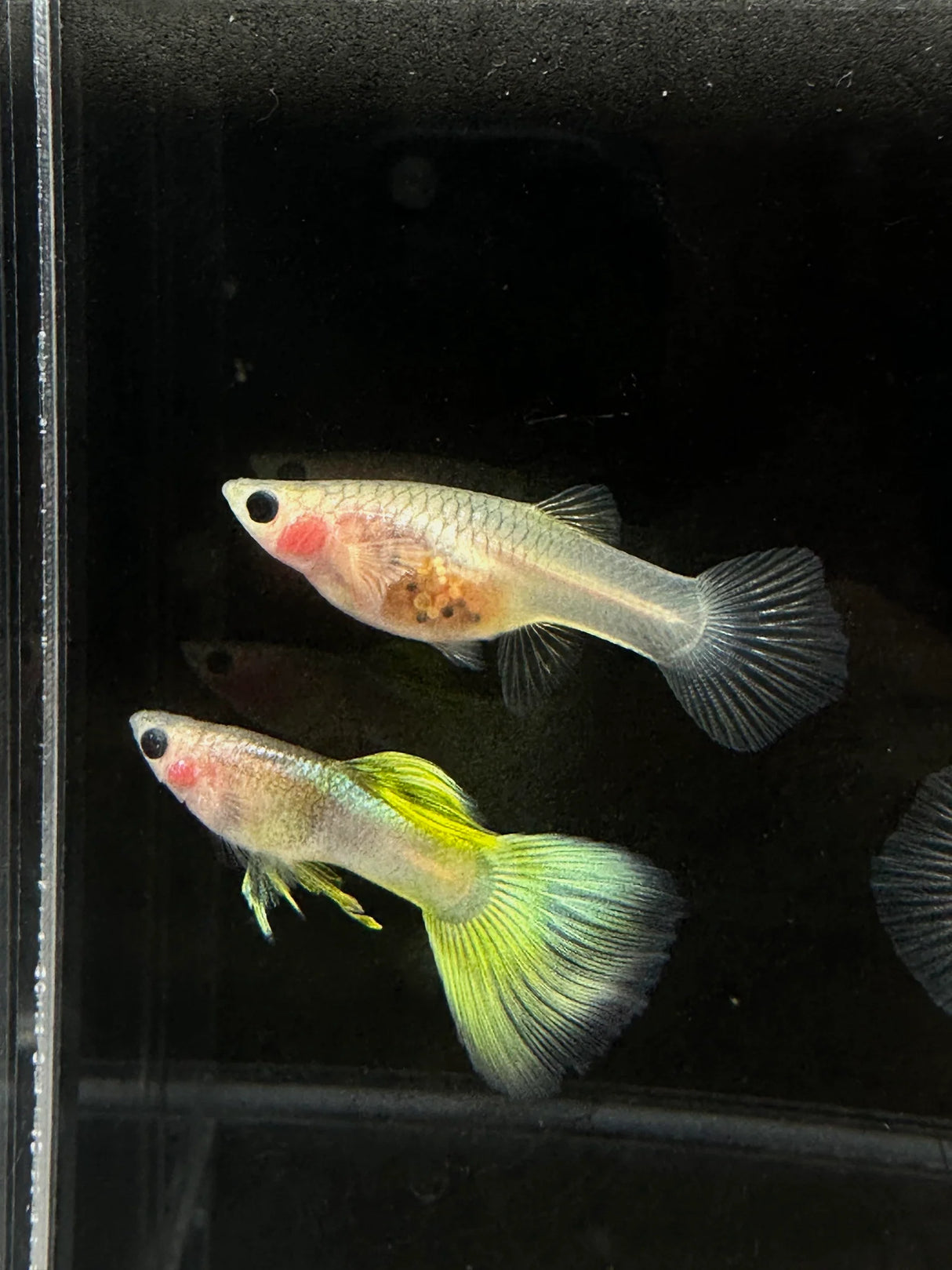 Two small fish, one with a green tail and the other with a yellow tail, on a dark background.