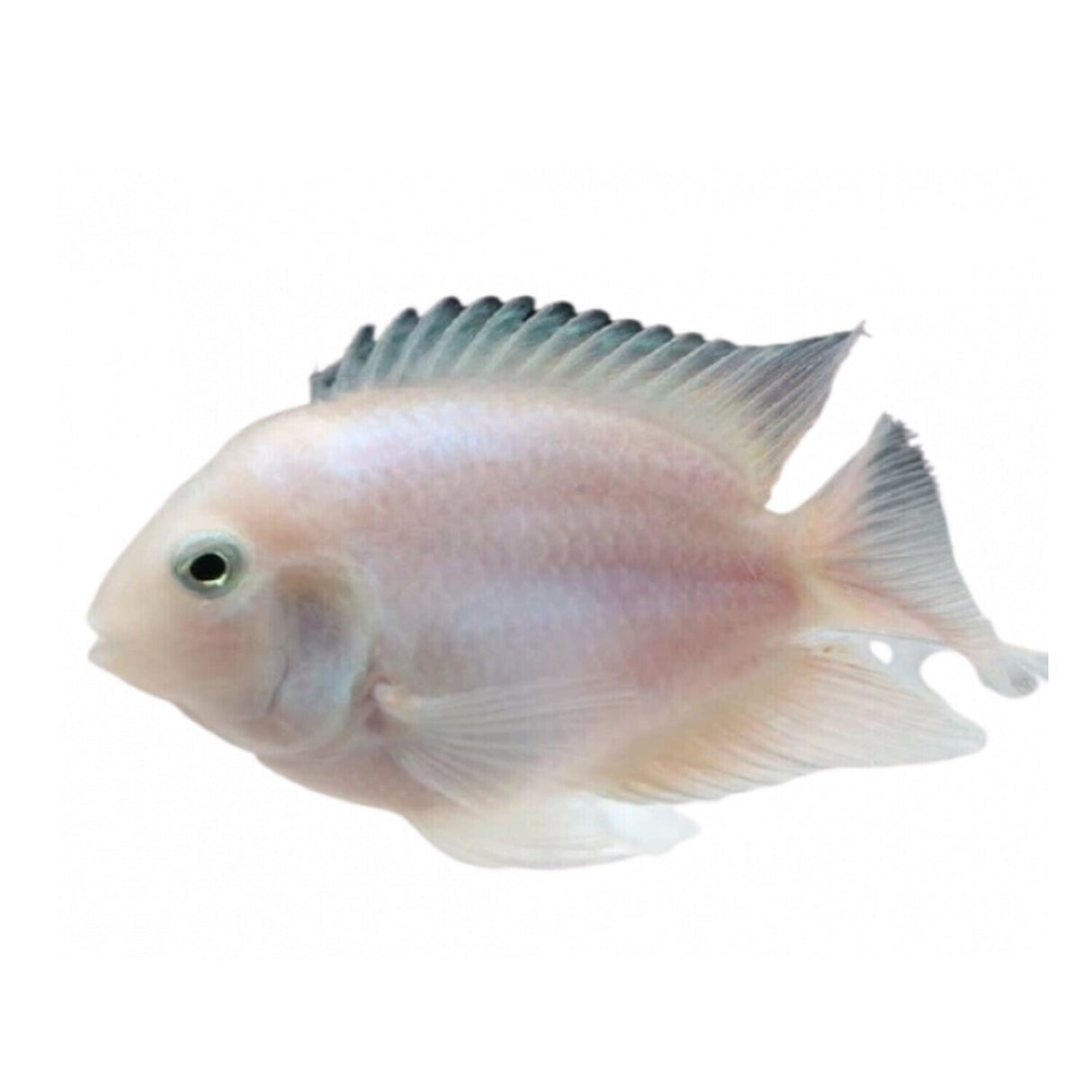 White Polar Parrot (2 Cms) | Single