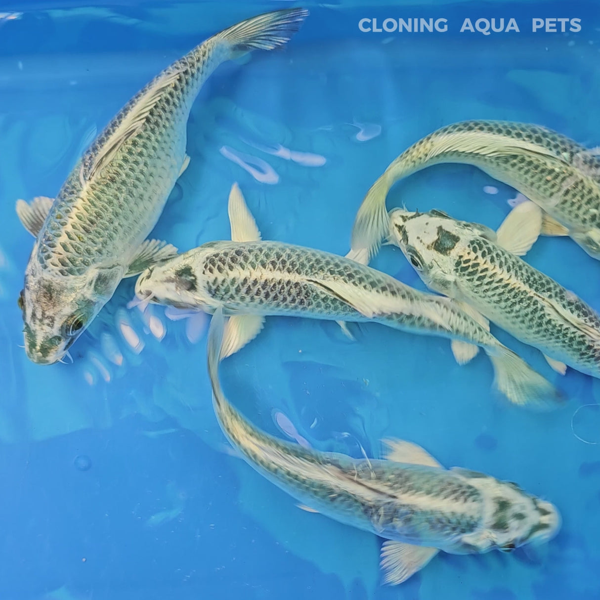 Live Fish Metallic Silver Japanese Blood Line Koi