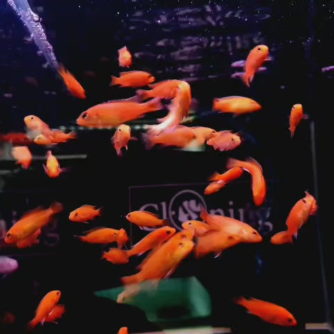 Baby Cichlid Fish (2-4 Cms) | Single