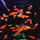 Baby Cichlid Fish (2-4 Cms) | Single