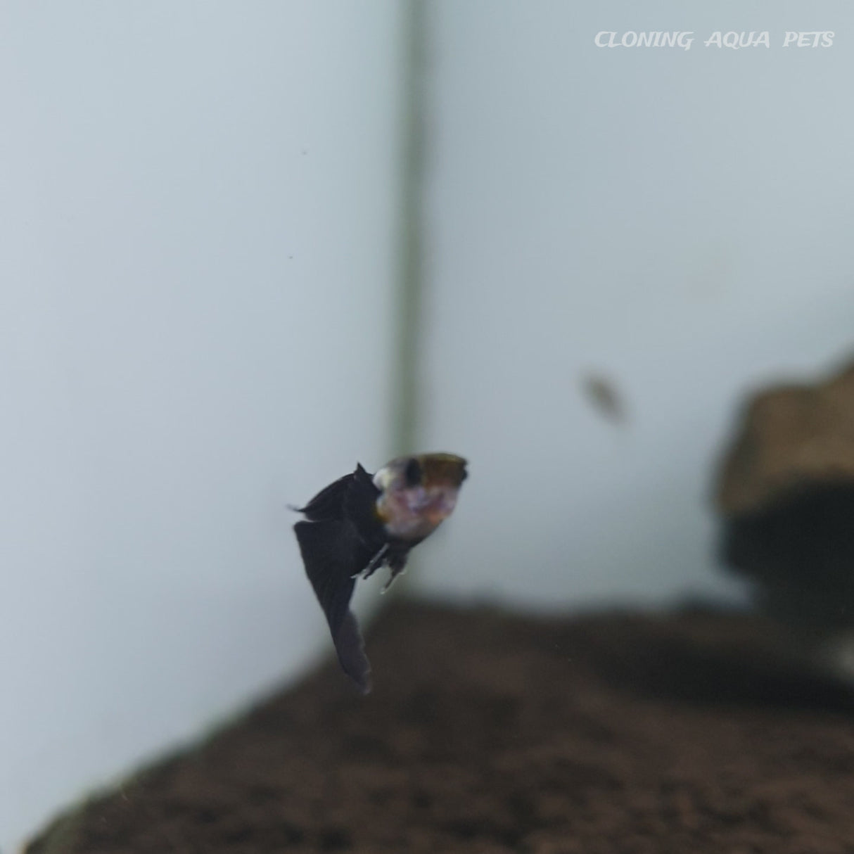 Live Fish Guppy Half Black