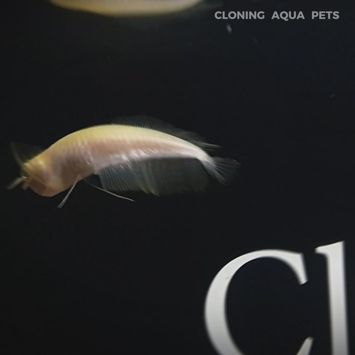 Live Fish Albino Platinum silver Arowana (5-6 inches) | Single