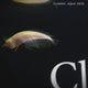 Live Fish Albino Platinum silver Arowana (5-6 inches) | Single