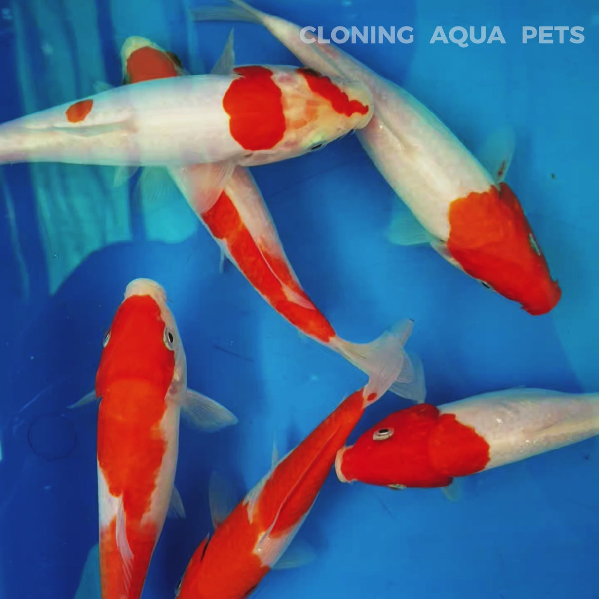 Live Fish Red & White Kohaku Japanese Blood Line Koi