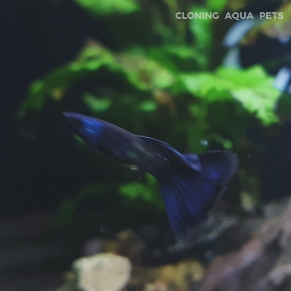 Live Fish Guppy Blue Green Mosco