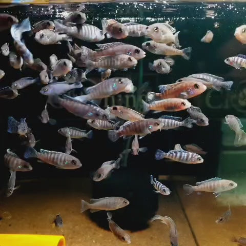 Baby Cichlid Fish (2-4 Cms) | Single