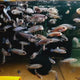 Baby Cichlid Fish (2-4 Cms) | Single