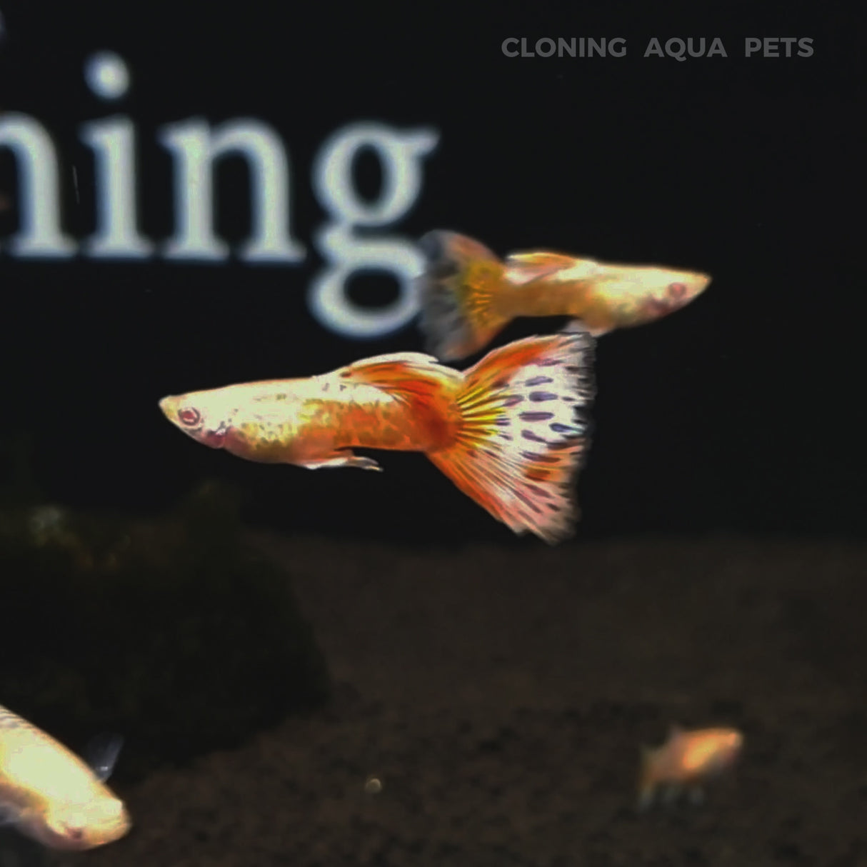 Live Fish Guppy Albino Metal Red Lace