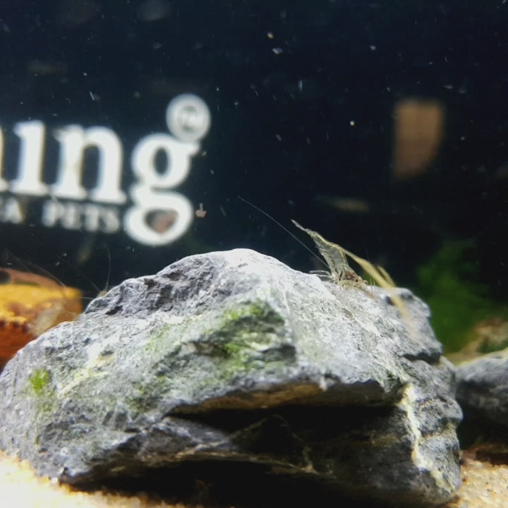 Shrimp Tiger Neu | Single