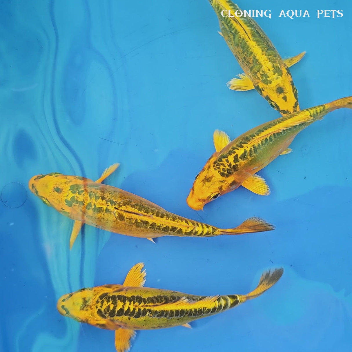 Live Fancy Golden Dragon Japanese Blood Line Koi | Single
