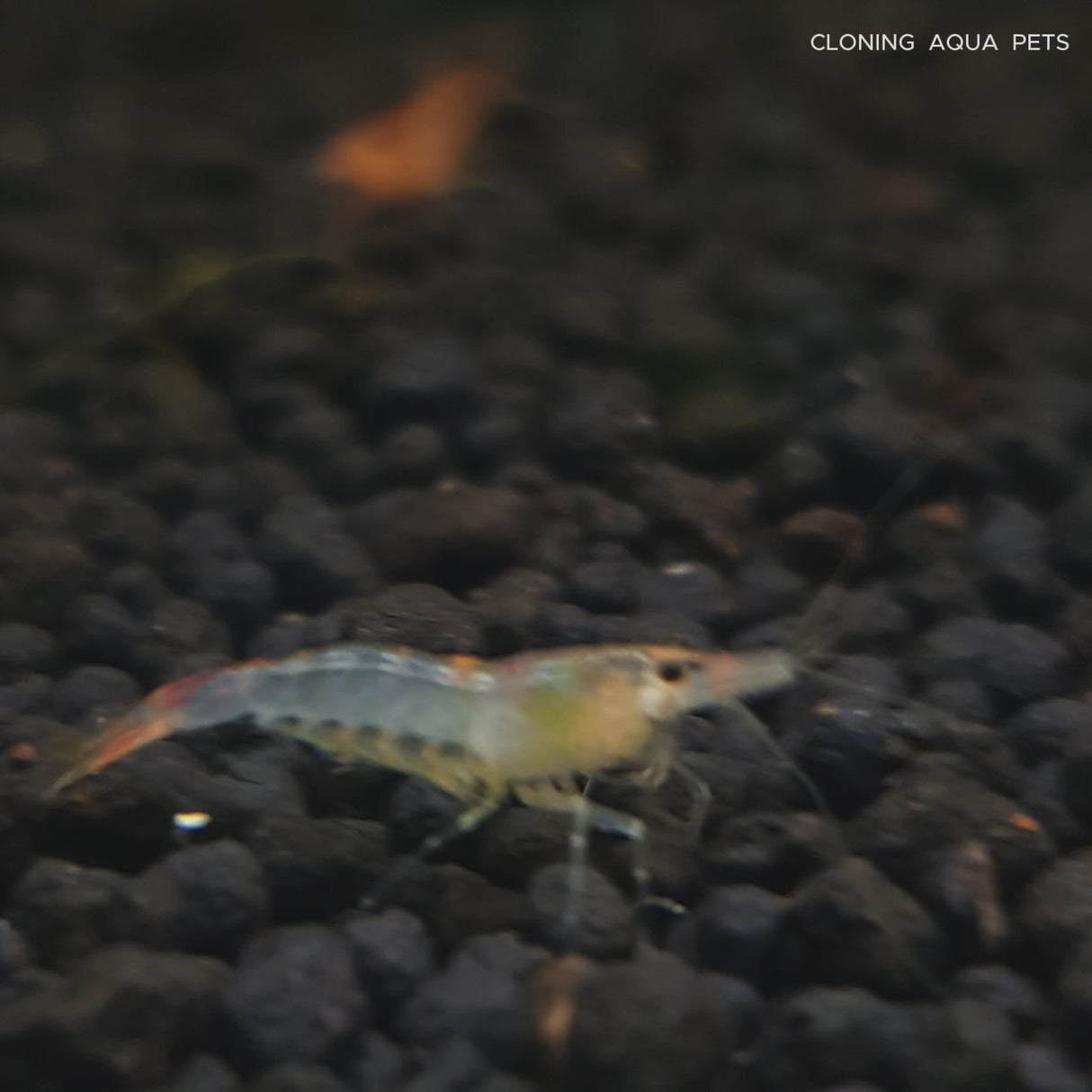 Live Fish Shrimp Orange Rili | Single