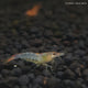 Live Fish Shrimp Orange Rili | Single